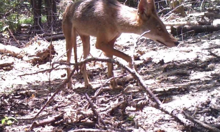 The Colony coyote